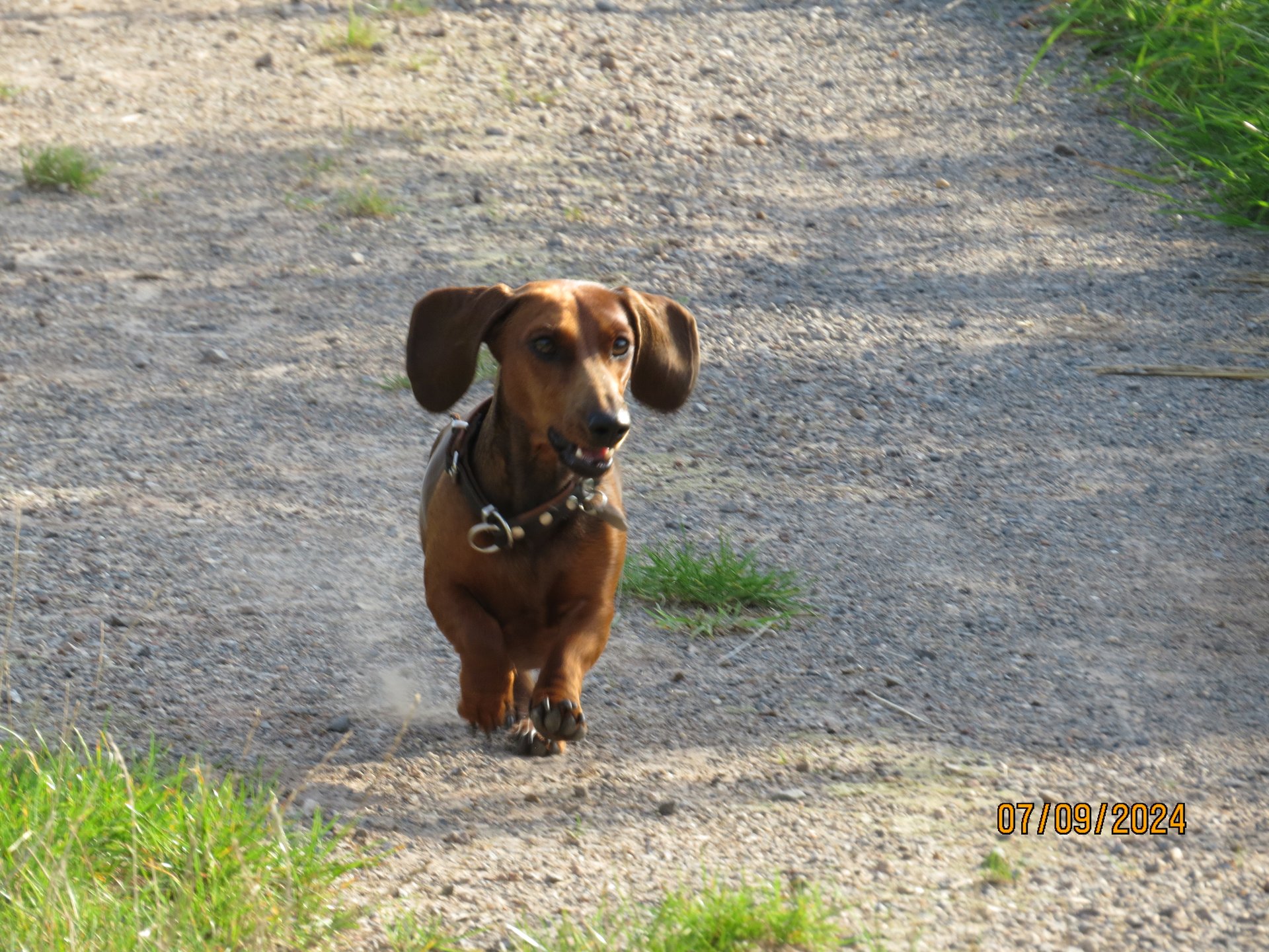Bild von Hund 132